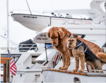 Photo of two dogs sitting along side a boat yard.